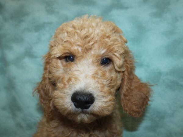 Standard Poodle-DOG-Male-Red-18973-Petland Rome, Georgia