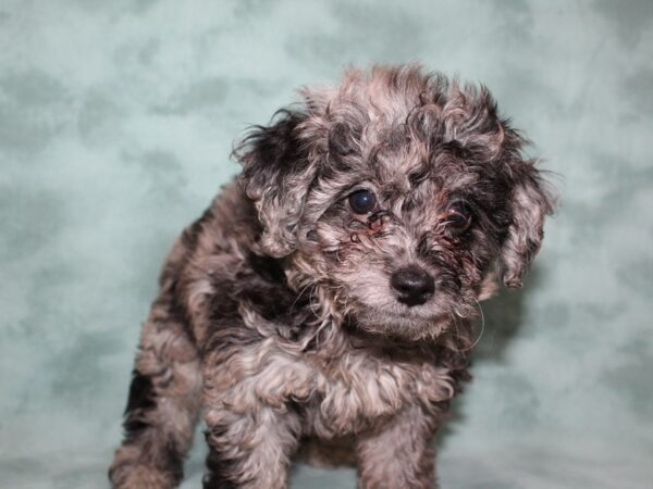 Bichapoo DOG Male MERLE 8503 Petland Rome, Georgia