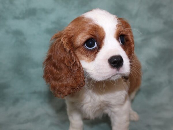 Cavalier King Charles Spaniel DOG Female Blienhiem 8501 Petland Rome, Georgia