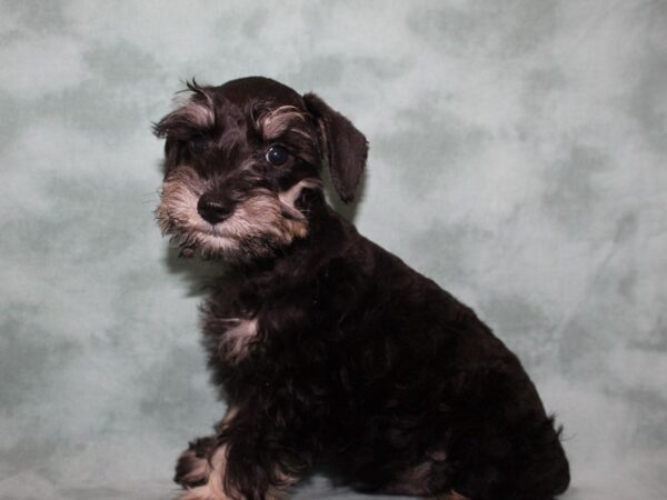 Miniature Schnauzer DOG Male BLACK SILVER 8499 Petland Rome, Georgia