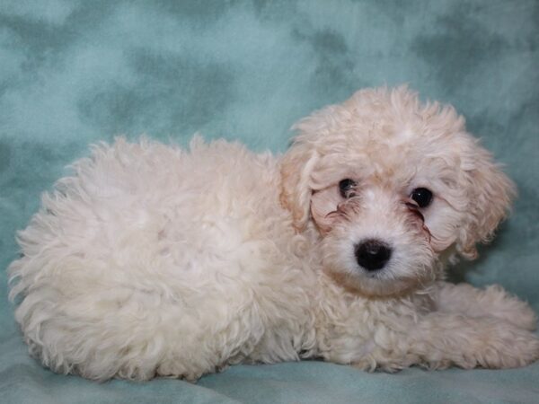 Bichapoo DOG Female CREME 8502 Petland Rome, Georgia