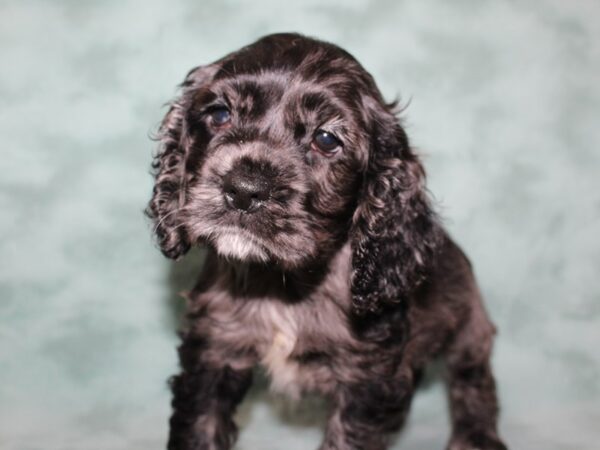 Cocker Spaniel DOG Female MERLE 8500 Petland Rome, Georgia