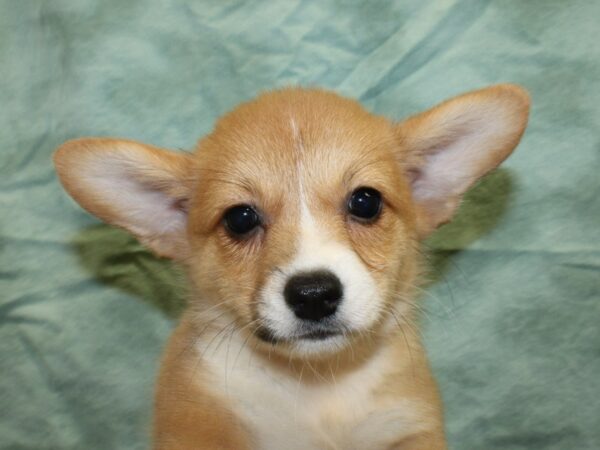 Pembroke Welsh Corg. DOG Male RED WHITE 18985 Petland Rome, Georgia