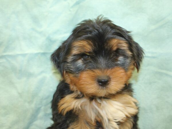 Yorkshire Terrier DOG Male BLK TAN 18984 Petland Rome, Georgia