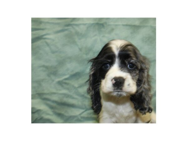 Cocker Spaniel DOG Male BLUE MERLE 18982 Petland Rome, Georgia