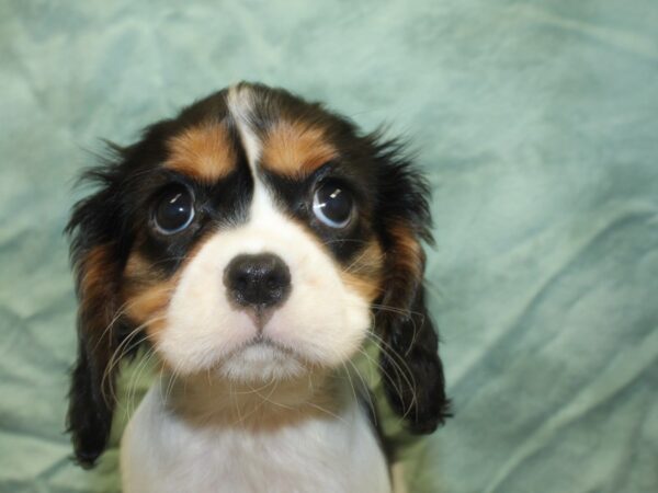 Cavalier King Charles Spaniel DOG Female TRI 18981 Petland Rome, Georgia