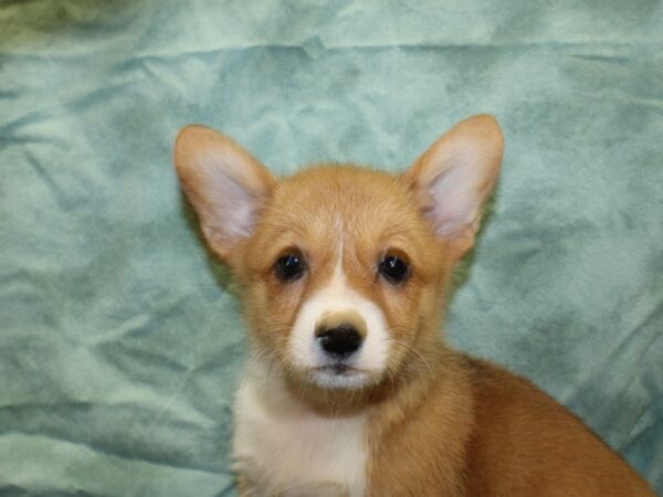 Pembroke Welsh Corg.-DOG-Male-RED WHITE-8510-Petland Rome, Georgia