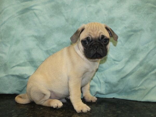 Pug DOG Male FAWN 18986 Petland Rome, Georgia