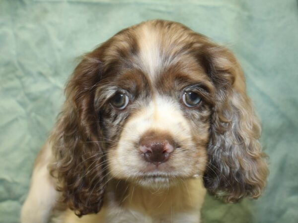 Cocker Spaniel DOG Female CHOC MERLE 8508 Petland Rome, Georgia