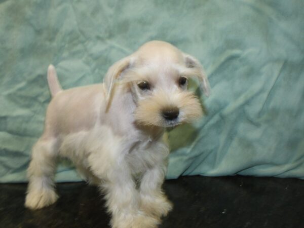 Miniature Schnauzer DOG Male WHITE 8507 Petland Rome, Georgia