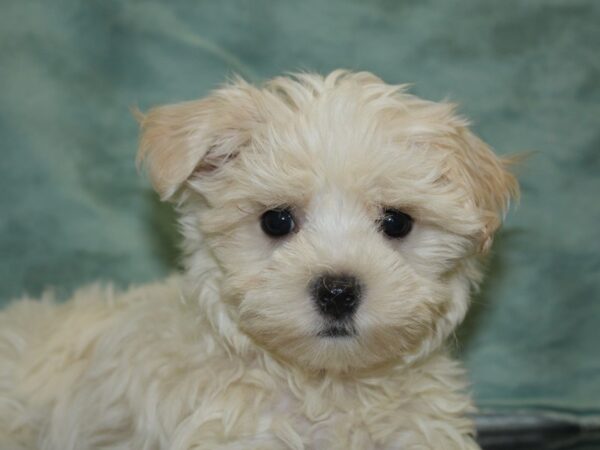 Bichon Frise DOG Male WH 8506 Petland Rome, Georgia