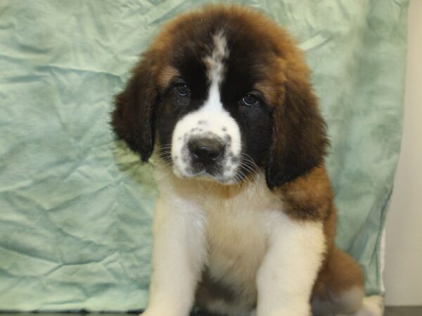 Saint Bernard DOG Female Sable White 8505 Petland Rome, Georgia