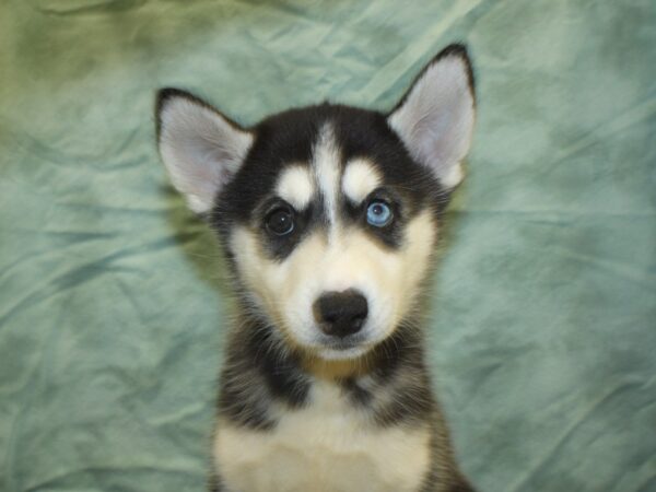 Siberian Husky DOG Female Black & White 8504 Petland Rome, Georgia