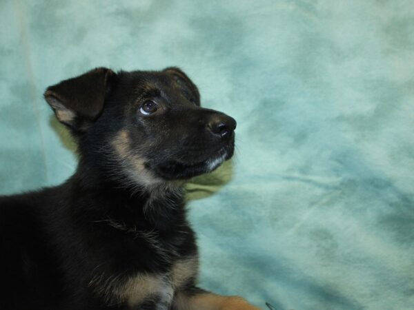 German Shepherd DOG Male Blk&Tan 18992 Petland Rome, Georgia