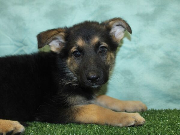 German Shepherd DOG Female Blk$Tan 18993 Petland Rome, Georgia