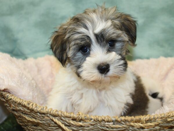 Havanese DOG Female Sable / White 18987 Petland Rome, Georgia