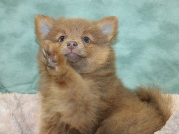 Pomeranian DOG Male Red 18989 Petland Rome, Georgia