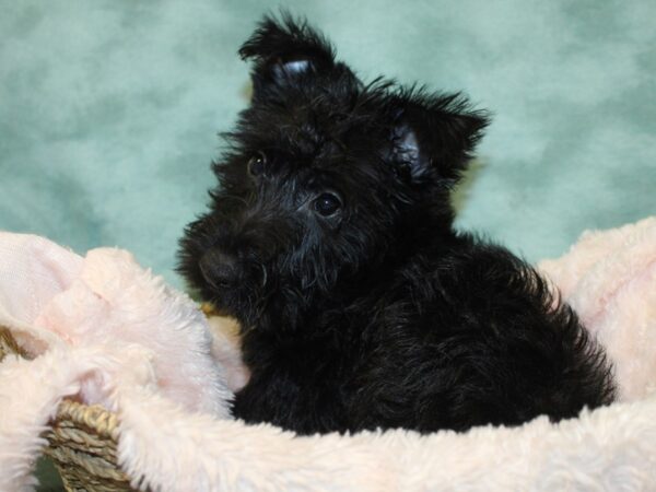 Scottish Terrier-DOG-Male-Black-18990-Petland Rome, Georgia