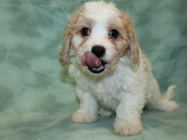 Cavachon DOG Female BLENHEIM 18997 Petland Rome, Georgia