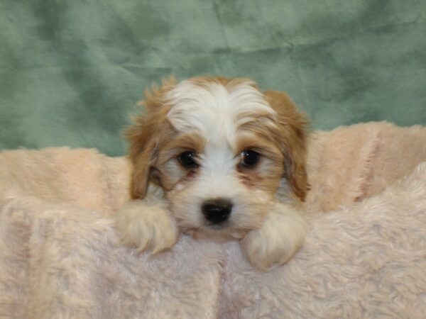 Cavachon DOG Male BLENHEIM 18998 Petland Rome, Georgia