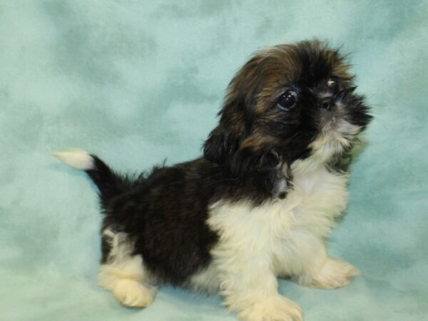 Shih Tzu DOG Female brown white 19000 Petland Rome, Georgia