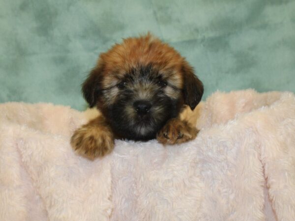 Soft Coated Wheaten Terrier DOG Female Wheaton 18995 Petland Rome, Georgia