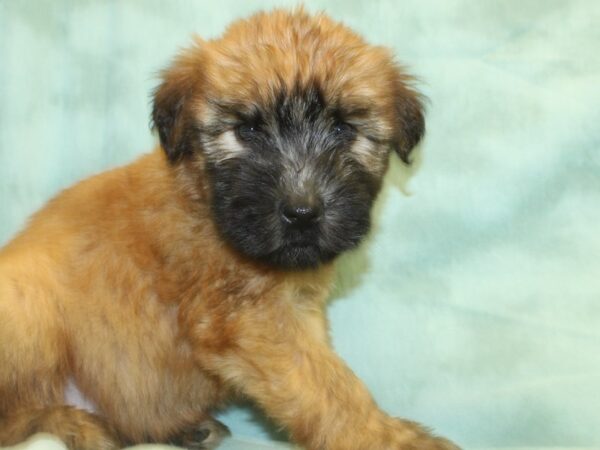 Soft Coated Wheaten Terrier DOG Female Wheaton 18996 Petland Rome, Georgia