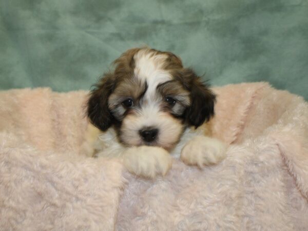 Teddy DOG Male brown white 18999 Petland Rome, Georgia