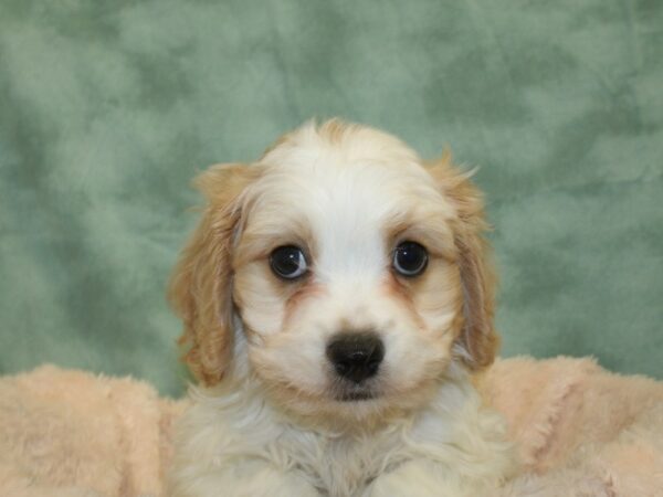 Cavachon DOG Male BLENHEIM 8513 Petland Rome, Georgia