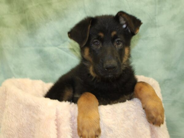 German Shepherd DOG Male Black Tan 8511 Petland Rome, Georgia