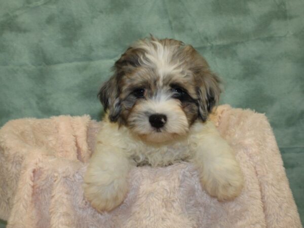 Havapoo-DOG-Male-BLUE MERLE-8516-Petland Rome, Georgia