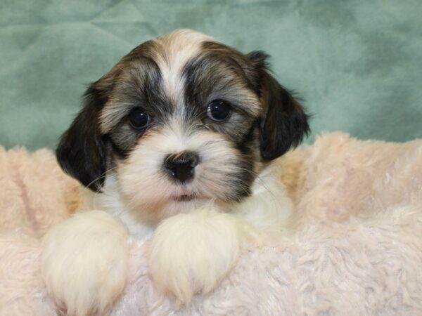 Teddy DOG Female brown white 8514 Petland Rome, Georgia