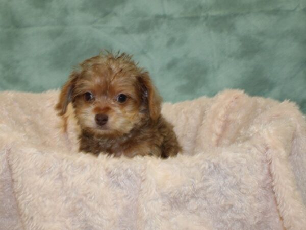 Yorkiepoo DOG Male BEIGE 8515 Petland Rome, Georgia