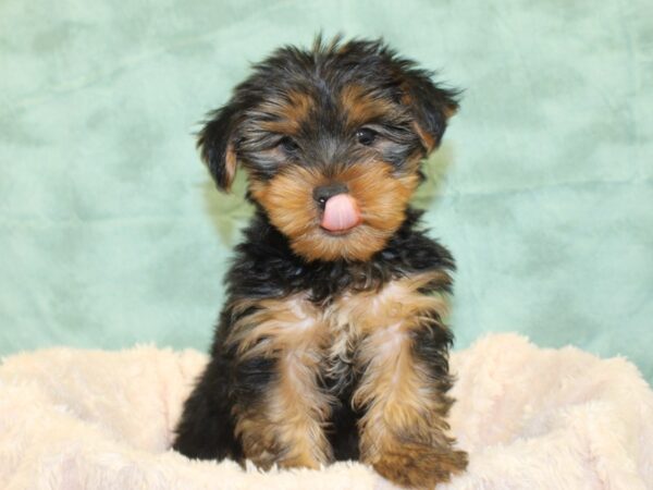 Yorkshire Terrier DOG Male Black Tan 8517 Petland Rome, Georgia