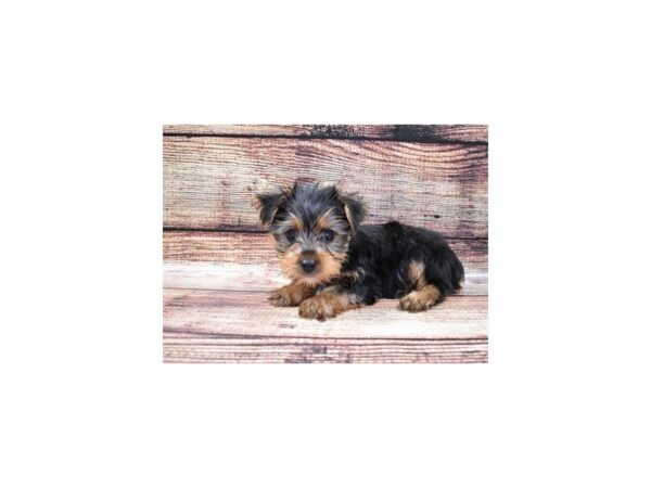 Yorkshire Terrier DOG Male Black and Tan 19009 Petland Rome, Georgia