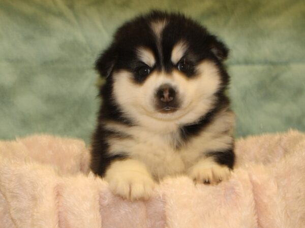 Pomsky DOG Male BLK WH 19003 Petland Rome, Georgia