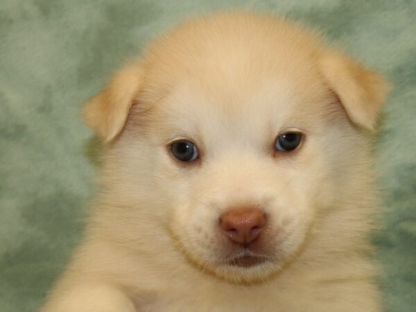 Pomsky DOG Male RED WHITE 19005 Petland Rome, Georgia