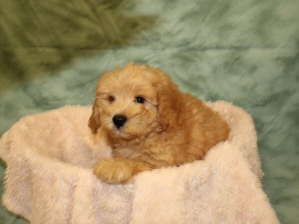 Cavapoo DOG Male LIGHT RED 8522 Petland Rome, Georgia