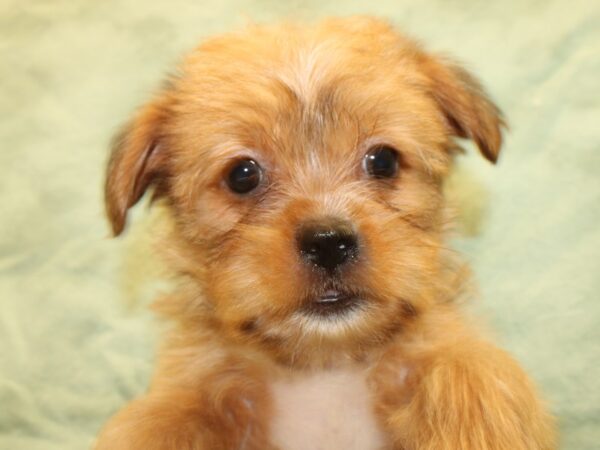 Shorkie DOG Female BEIGE 8521 Petland Rome, Georgia