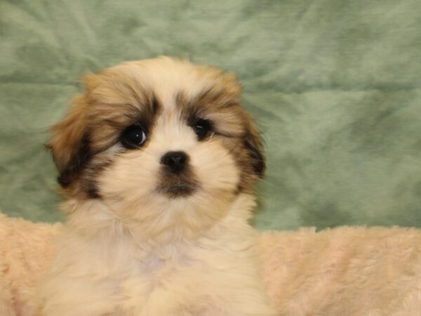 Teddy-DOG-Female-brown white-8520-Petland Rome, Georgia