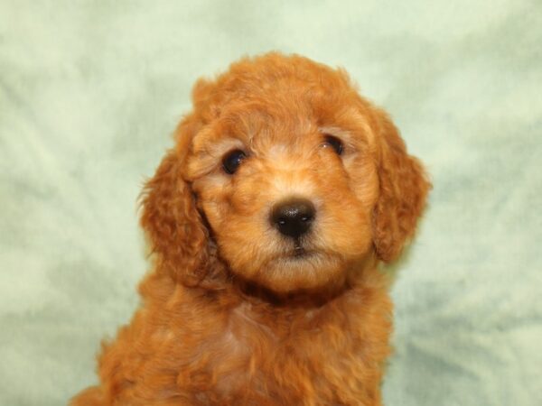 F2 MINI GOLDENDOODLE DOG Female Red 19016 Petland Rome, Georgia