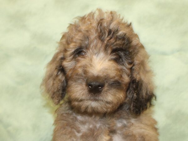 F2 ST Goldendoodle-DOG-Male-Blue Merle-19013-Petland Rome, Georgia