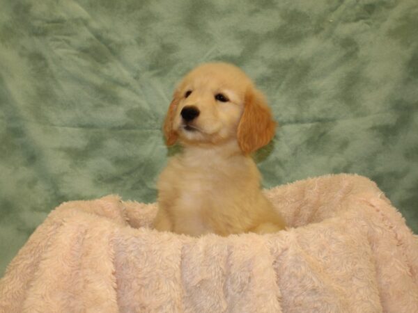 Golden Retriever DOG Female Golden 19012 Petland Rome, Georgia