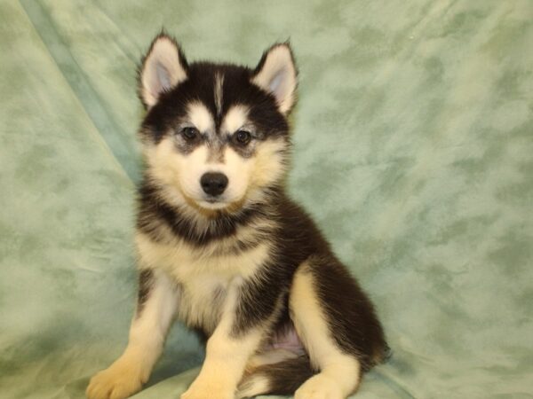 Siberian Husky DOG Female Blk - Wht 19002 Petland Rome, Georgia