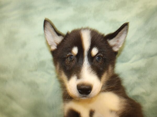 Siberian Husky DOG Male Blk - Wht 19015 Petland Rome, Georgia