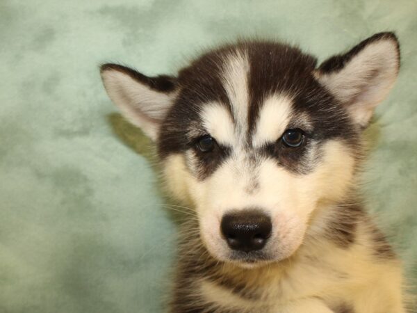 Siberian Husky DOG Female Blk - Wht 19014 Petland Rome, Georgia