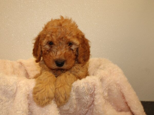 F2 MINI GOLDENDOODLE-DOG-Male-Red-8524-Petland Rome, Georgia