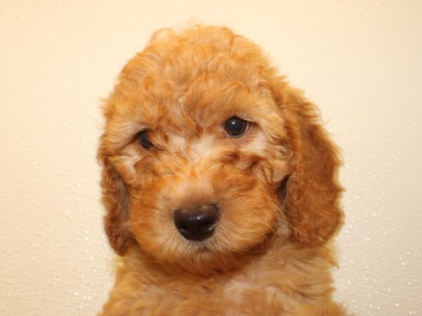 F2 MINI GOLDENDOODLE DOG Male Red 8519 Petland Rome, Georgia