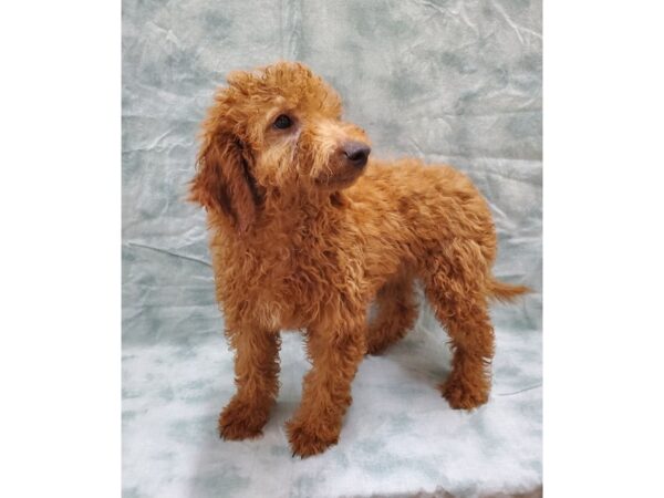 F2 MINI GOLDENDOODLE-DOG-Female-Red-8452-Petland Rome, Georgia