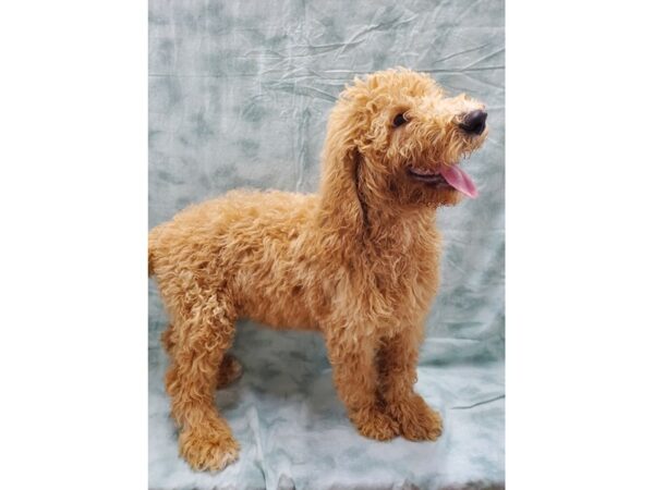 Goldendoodle DOG Male Golden 8477 Petland Rome, Georgia